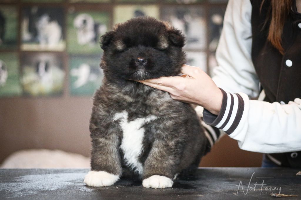 Not Fancy - Chiot disponible  - Akita americain