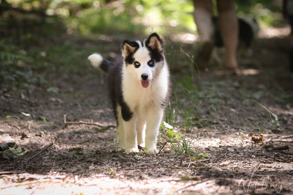 Not Fancy - Chiot disponible  - Laika de iakoutie