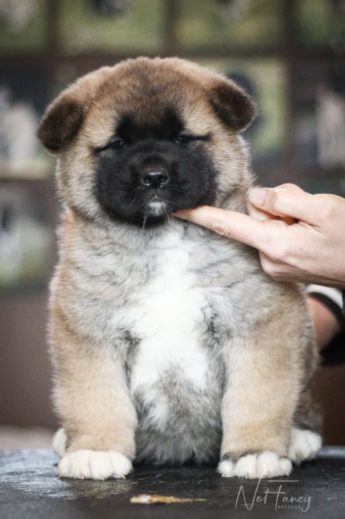 Not Fancy - Chiot disponible  - Akita americain