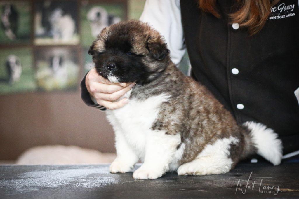 Not Fancy - Chiot disponible  - Akita americain