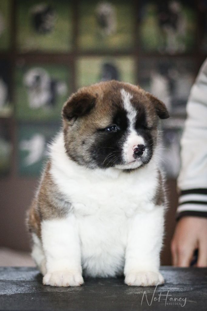 Not Fancy - Chiot disponible  - Akita americain