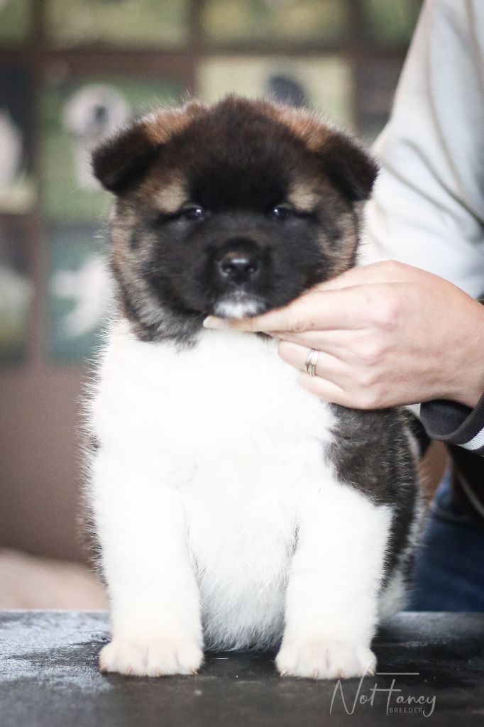 Not Fancy - Chiot disponible  - Akita americain