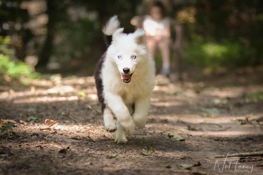 Not Fancy - Chiot disponible  - Laika de iakoutie