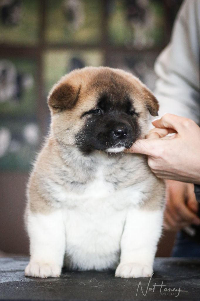 Not Fancy - Chiot disponible  - Akita americain