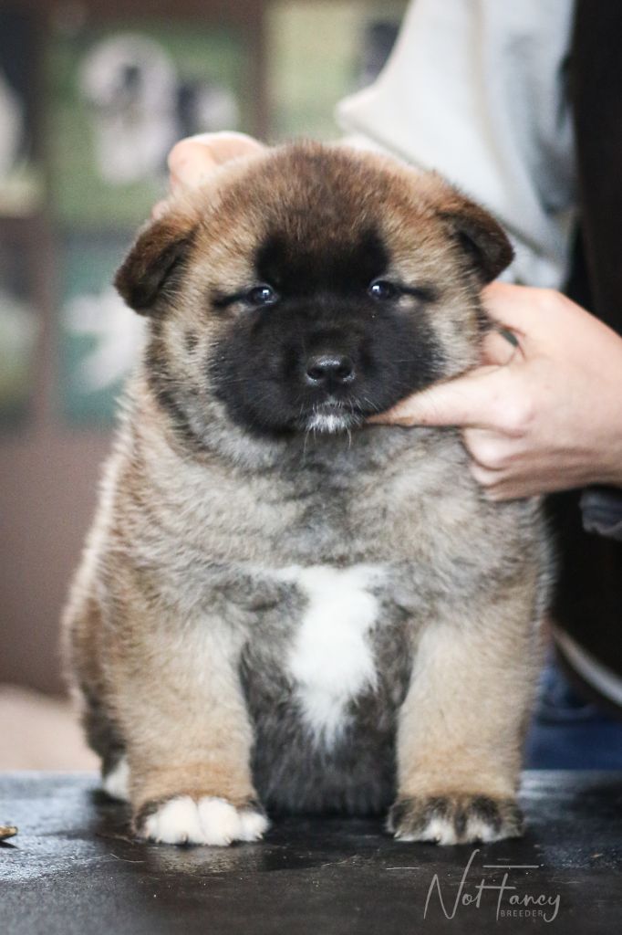 Not Fancy - Chiot disponible  - Akita americain