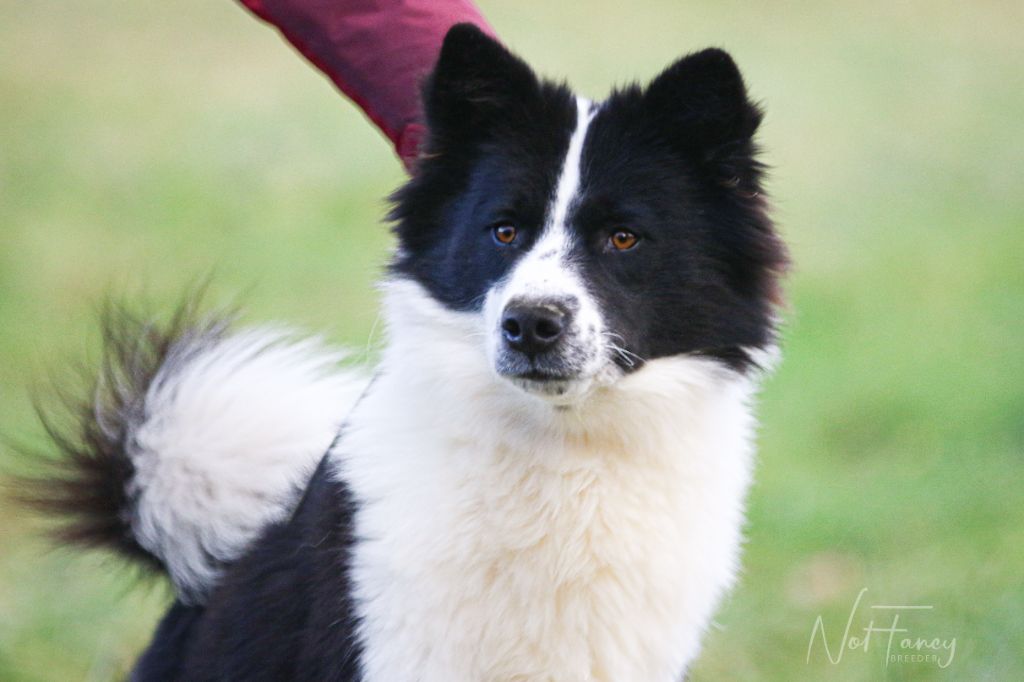 CH. Not Fancy U'r the devil in disguise