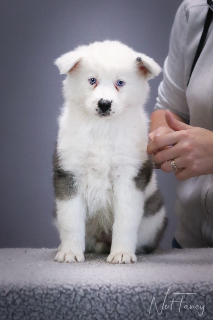Not Fancy - Chiots disponibles - Laika de iakoutie