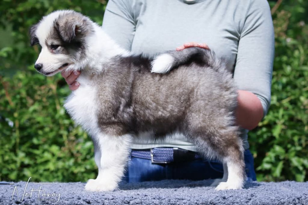 Not Fancy - Chiots disponibles - Laika de iakoutie