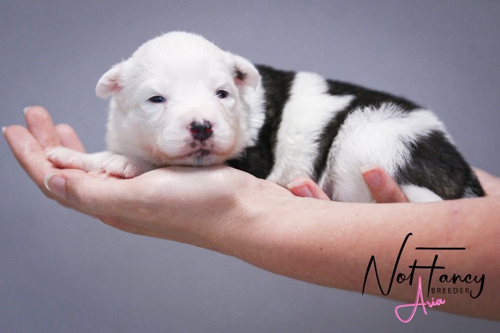 Not Fancy - Chiots disponibles - Laika de iakoutie