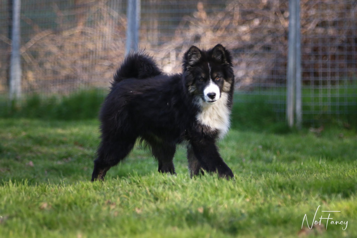 Not Fancy - Chiots disponibles - Laika de iakoutie