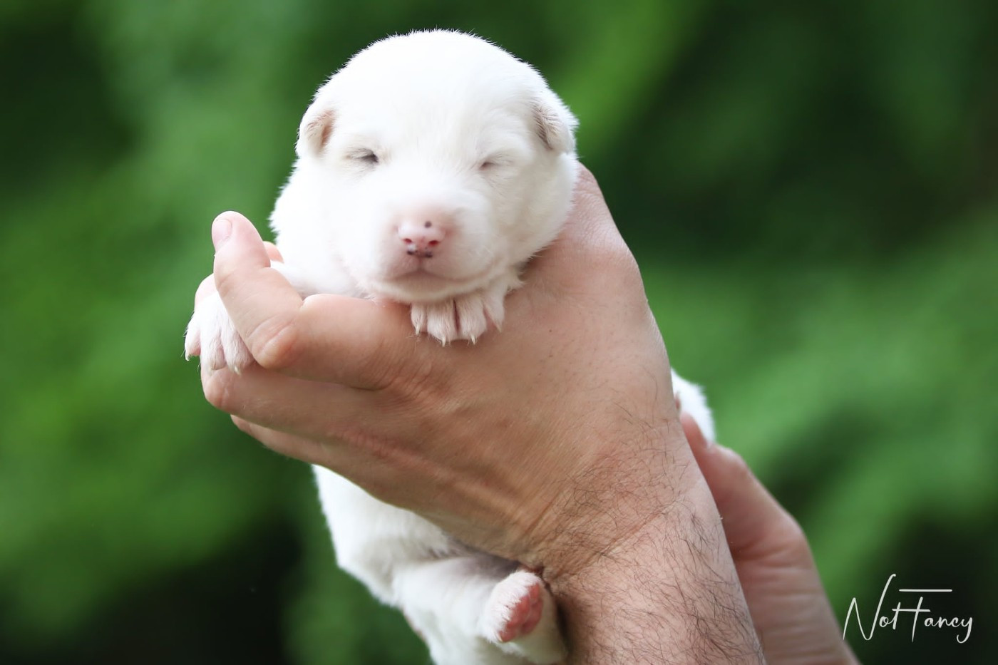Not Fancy - Chiots disponibles - Laika de iakoutie