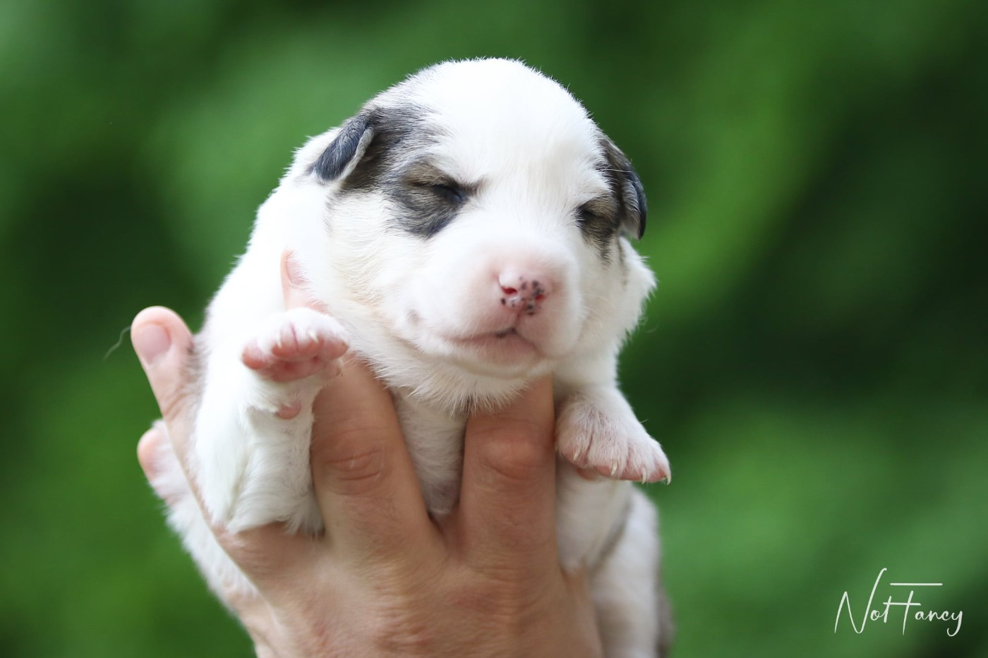 Not Fancy - Chiots disponibles - Laika de iakoutie