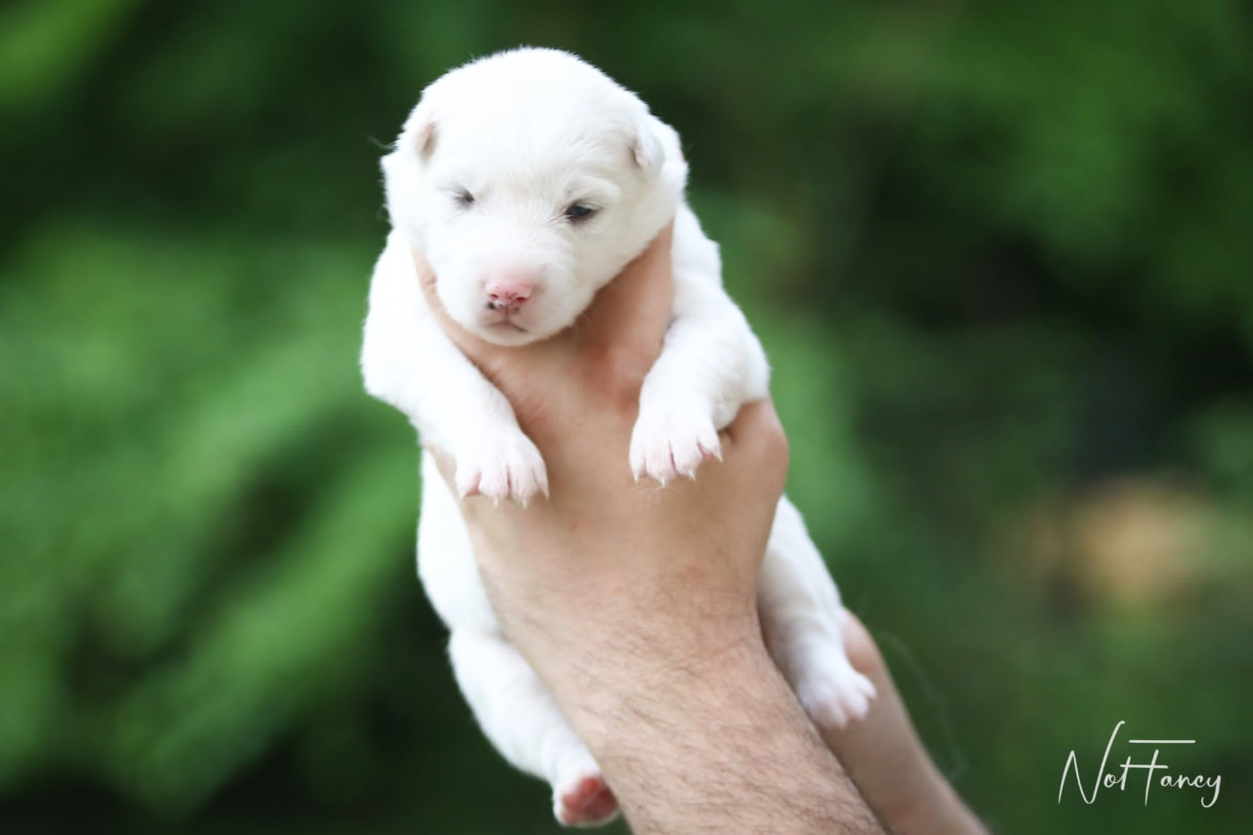 Not Fancy - Chiots disponibles - Laika de iakoutie