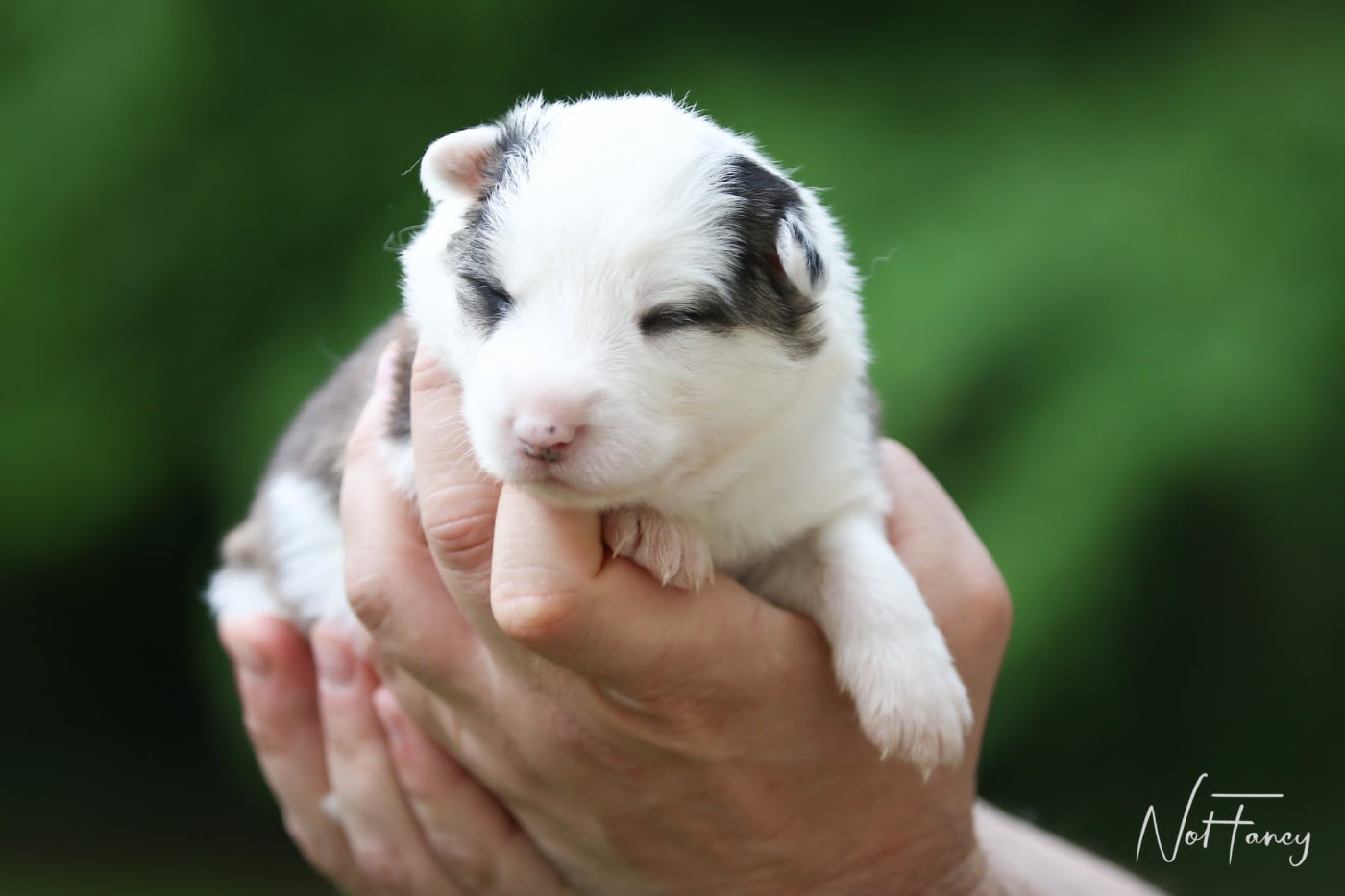 Not Fancy - Chiots disponibles - Laika de iakoutie