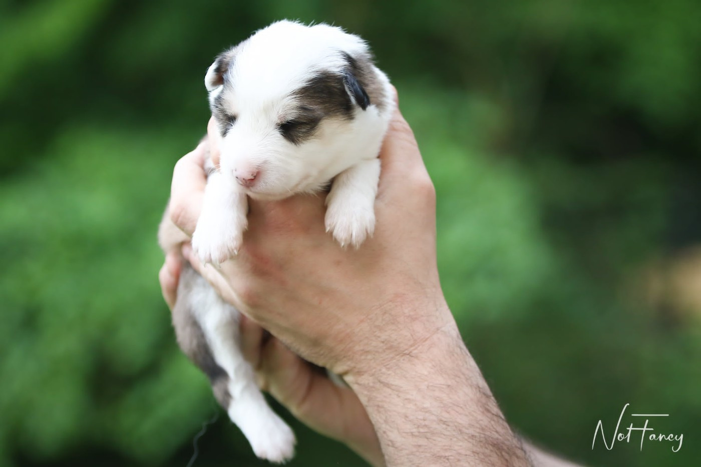 Not Fancy - Chiots disponibles - Laika de iakoutie