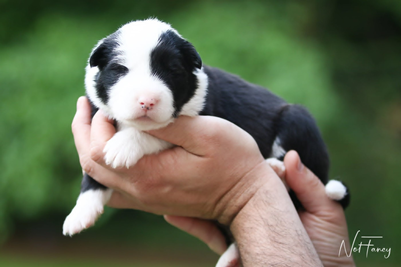 Not Fancy - Chiots disponibles - Laika de iakoutie