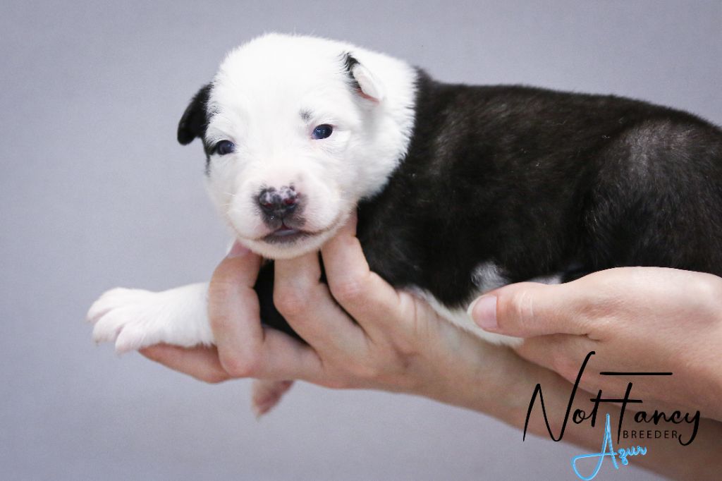 Not Fancy - Chiots disponibles - Laika de iakoutie