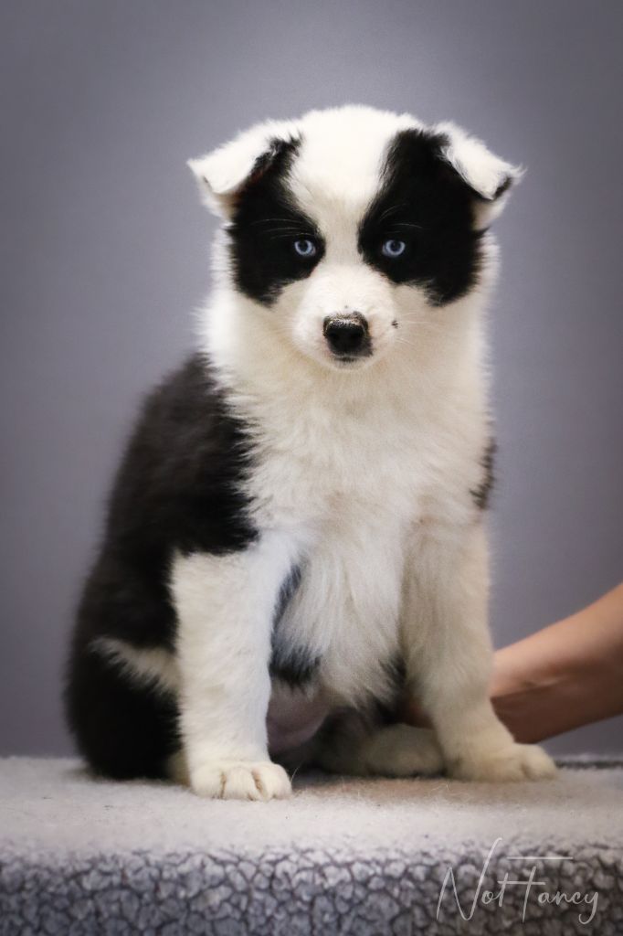 Not Fancy - Chiots disponibles - Laika de iakoutie