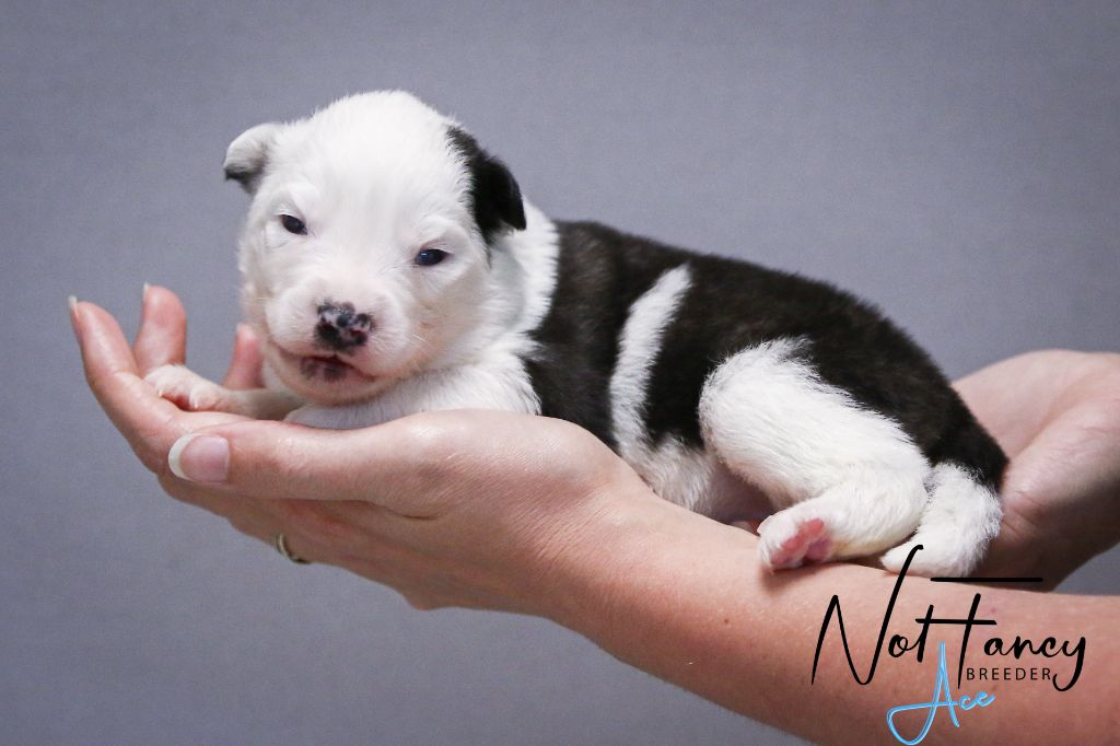 Not Fancy - Chiots disponibles - Laika de iakoutie