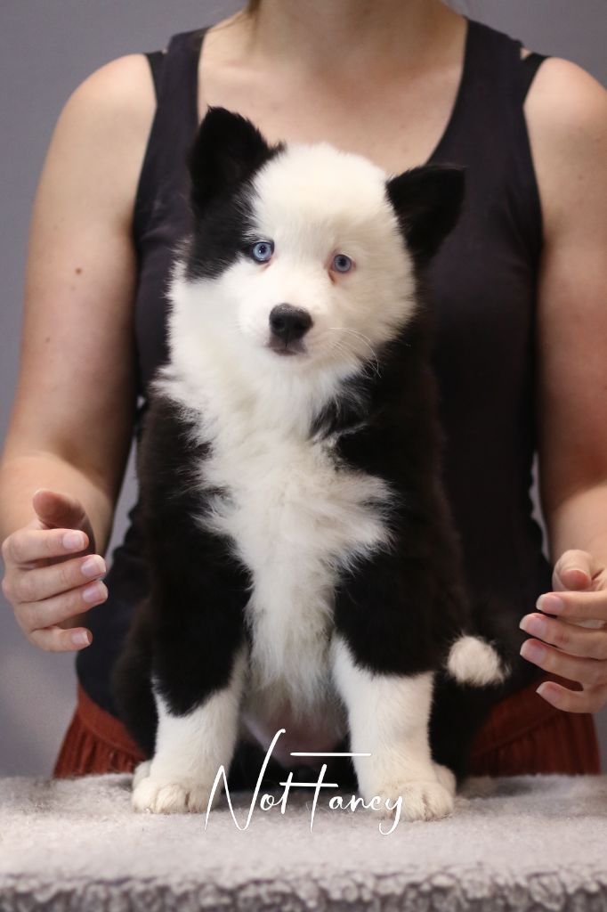 Not Fancy - Chiots disponibles - Laika de iakoutie
