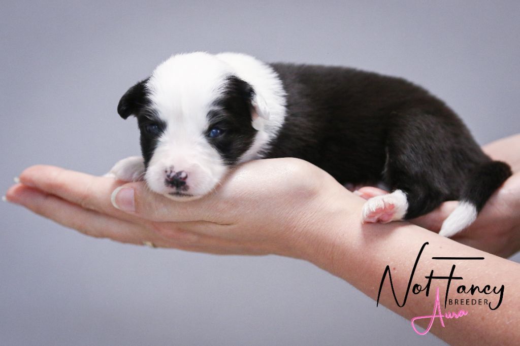 Not Fancy - Chiots disponibles - Laika de iakoutie