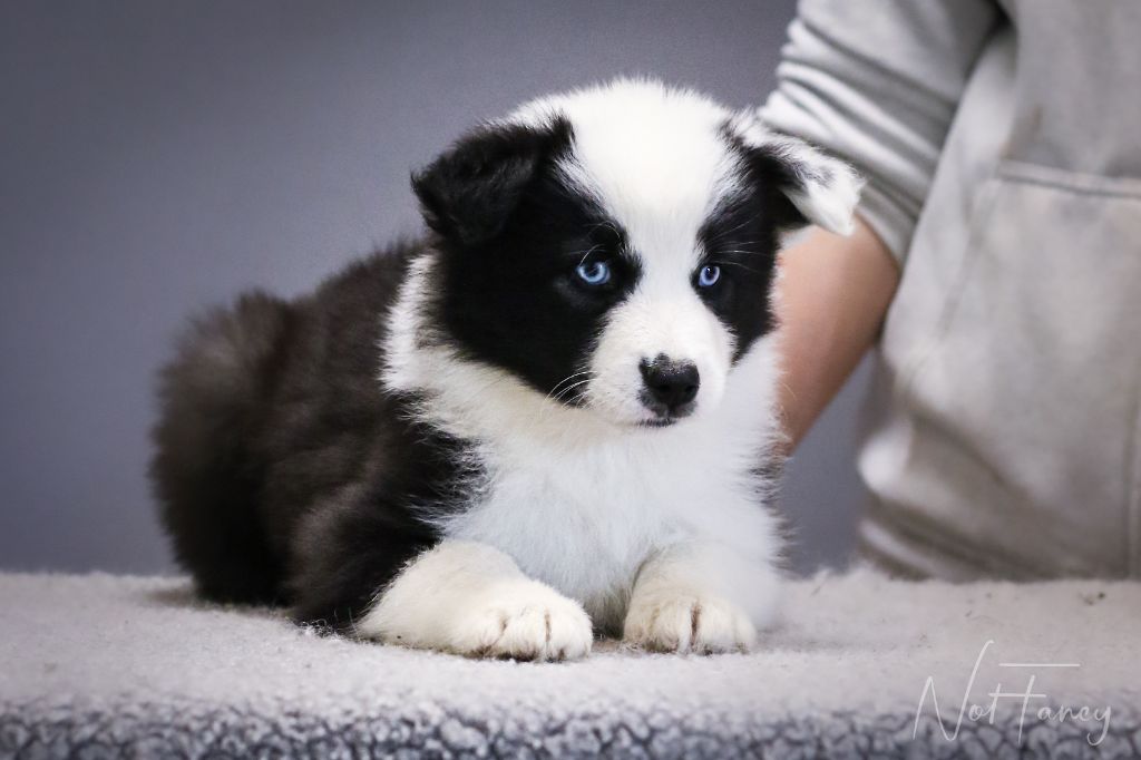Not Fancy - Chiots disponibles - Laika de iakoutie