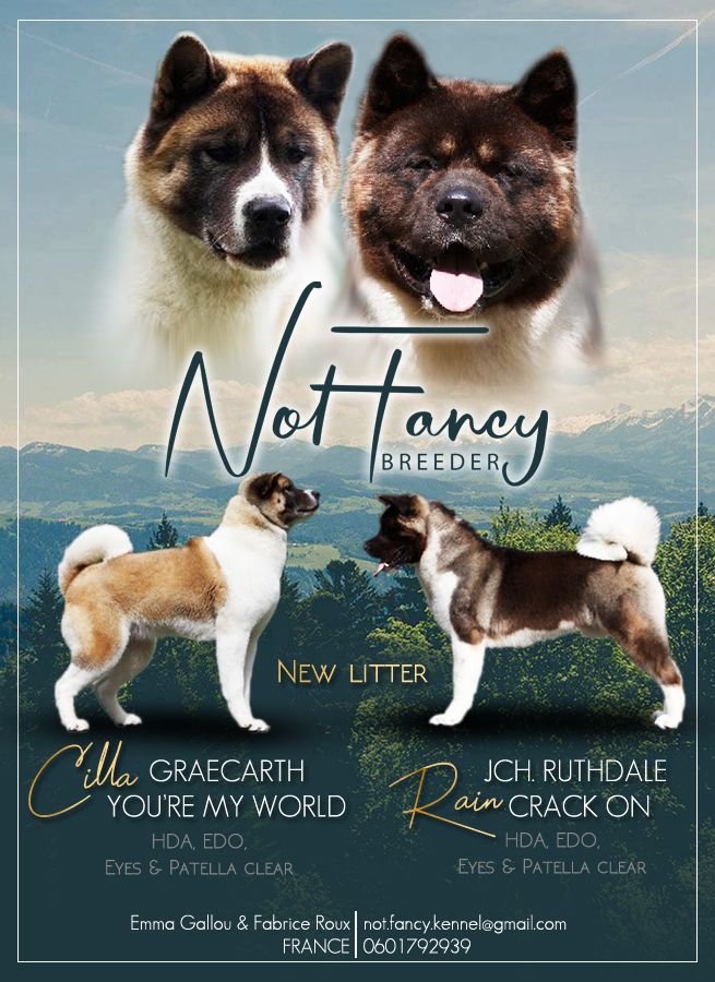Not Fancy - Akita americain - Portée née le 15/11/2018