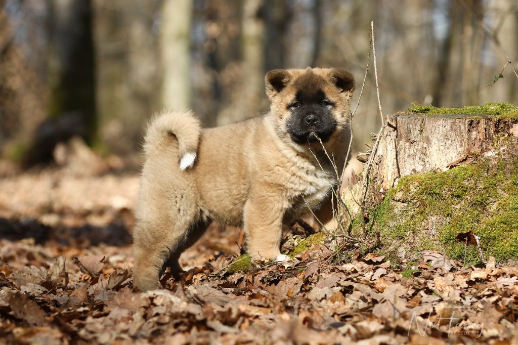 Not Fancy - Chiots disponibles - Akita americain