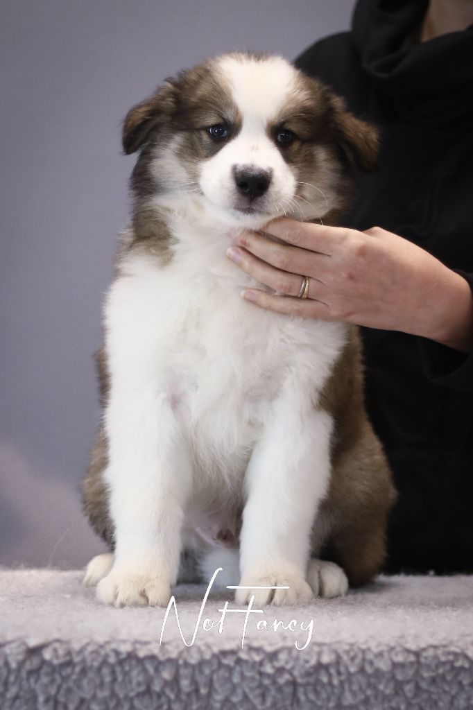 Not Fancy - Chiots disponibles - Laika de iakoutie