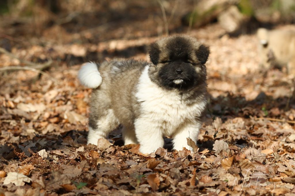 Not Fancy - Chiots disponibles - Akita americain