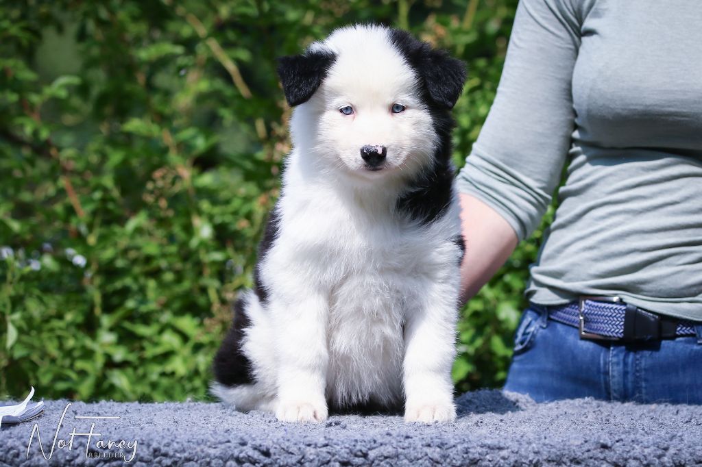 Not Fancy - Chiots disponibles - Laika de iakoutie