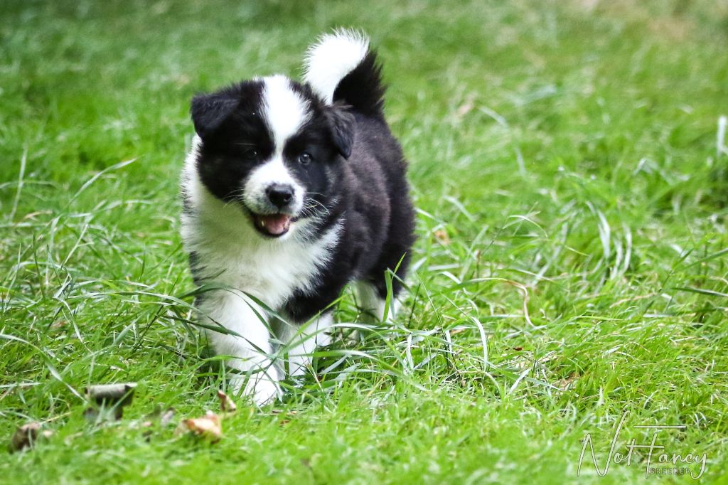 Not Fancy - Chiots disponibles - Laika de iakoutie