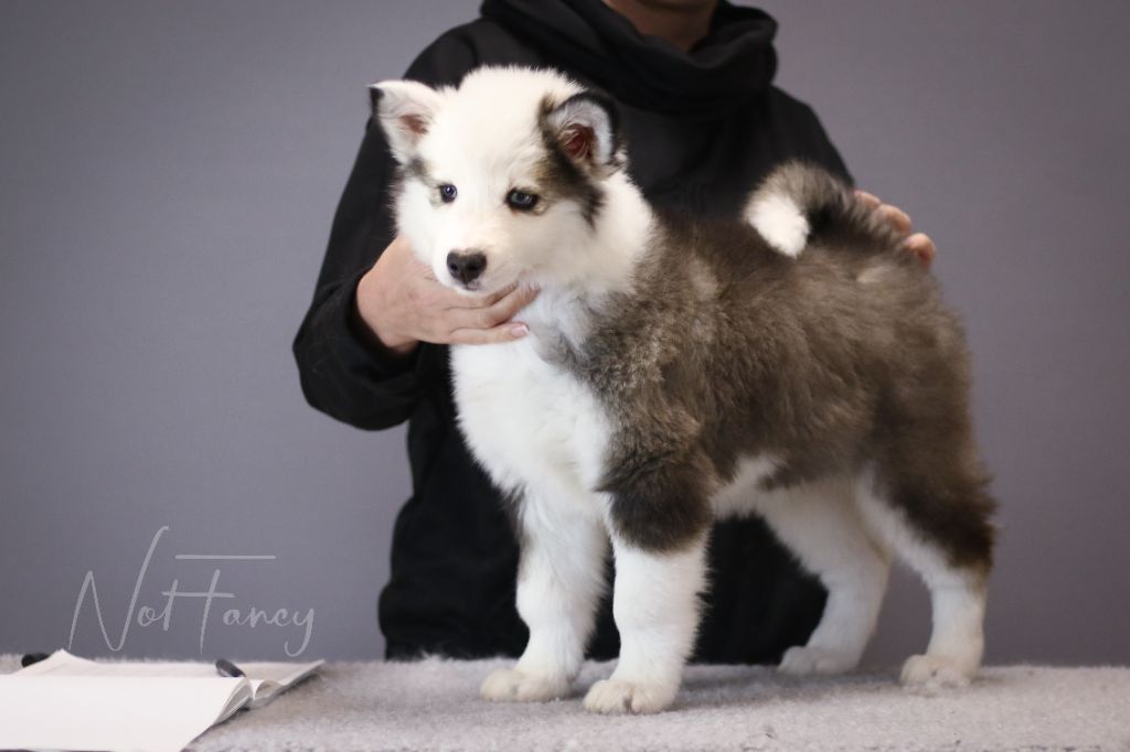 Not Fancy - Chiots disponibles - Laika de iakoutie