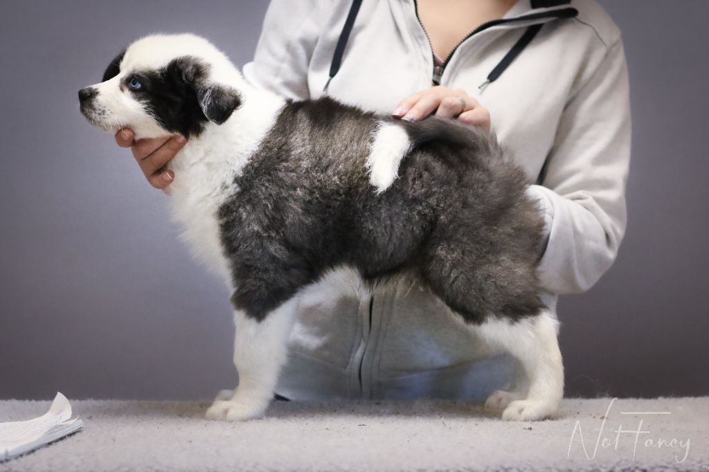 Not Fancy - Chiots disponibles - Laika de iakoutie