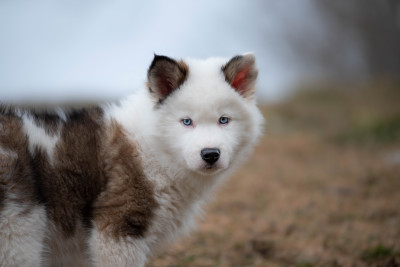 Not Fancy A Heartbeat