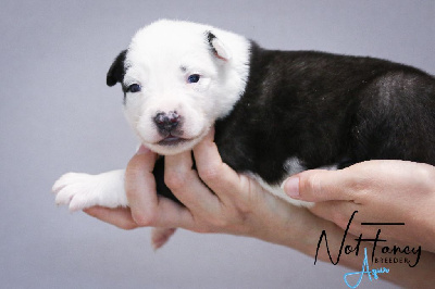 CHIOT