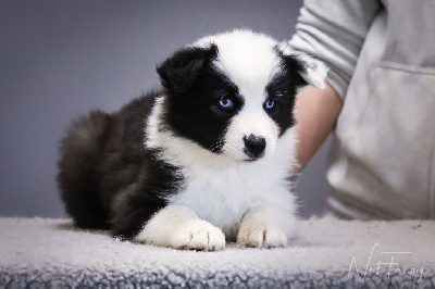 CHIOT