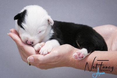 CHIOT