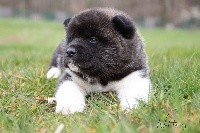 CHIOT