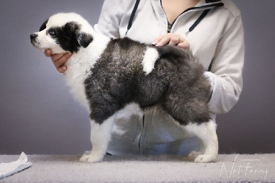 CHIOT