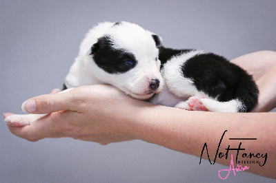 CHIOT