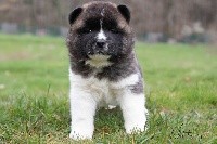 CHIOT