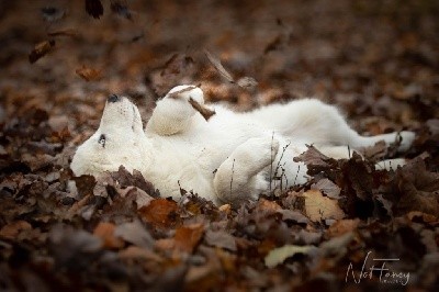 CHIOT