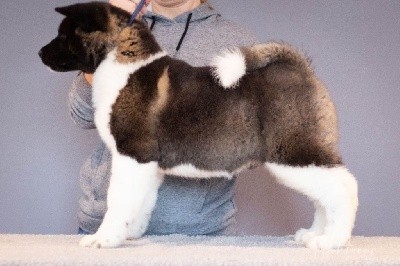 CHIOT