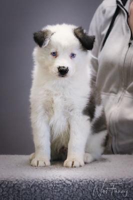 CHIOT