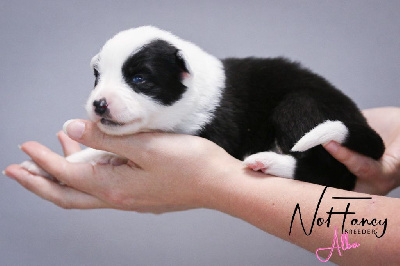CHIOT