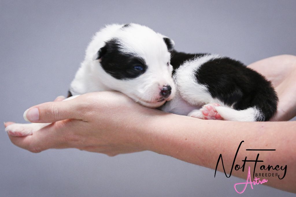 Not Fancy - Chiots disponibles - Laika de iakoutie