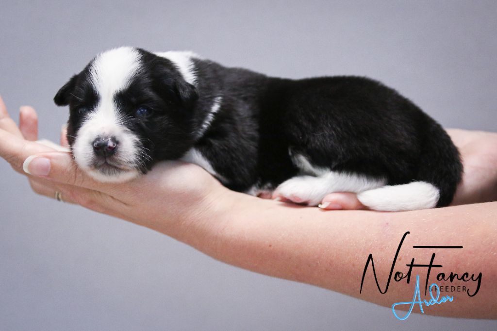 Not Fancy - Chiots disponibles - Laika de iakoutie