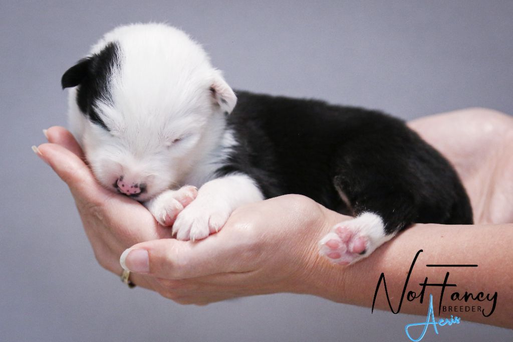Not Fancy - Chiots disponibles - Laika de iakoutie