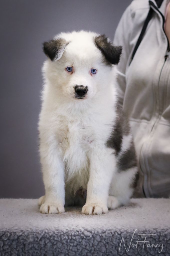 Not Fancy - Chiots disponibles - Laika de iakoutie